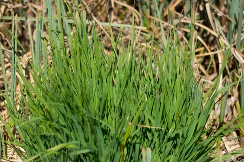 Purple Moorgrass — photo by Martin A. Prinz