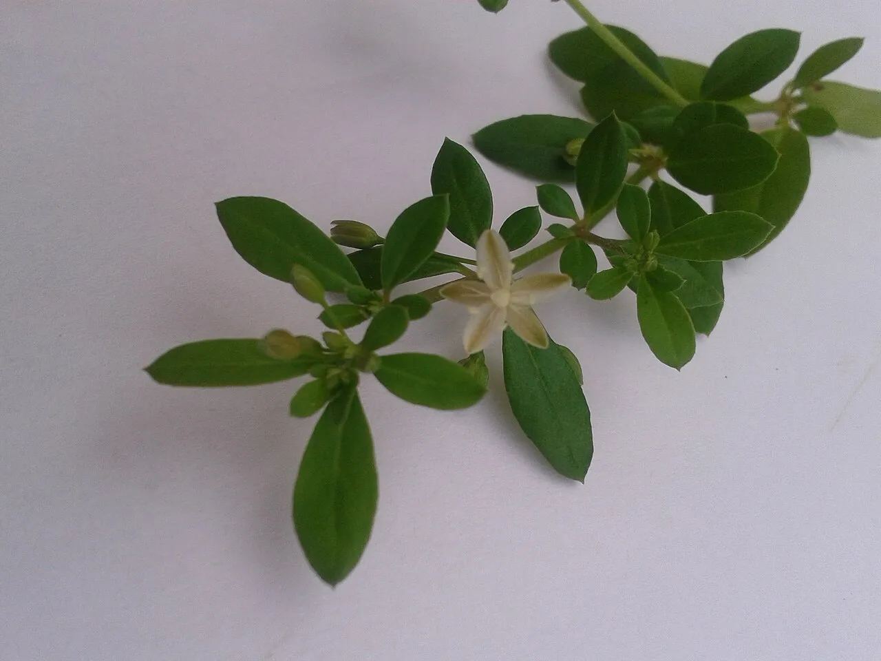 Threadstem Carpetweed