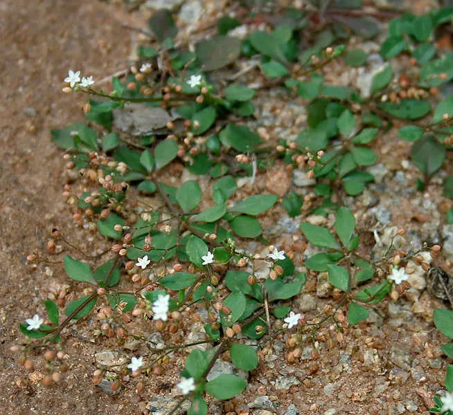 Nakedstem Carpetweed
