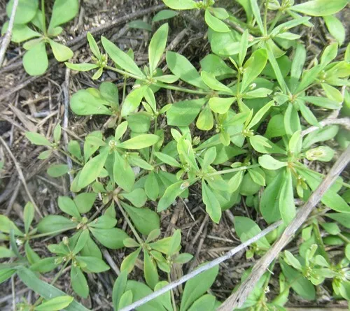 Green Carpetweed