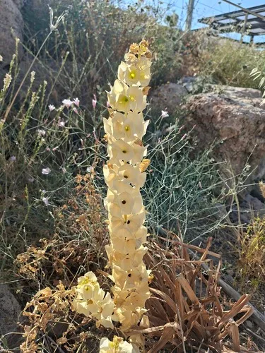 Shellflower — photo by amit_goldstein