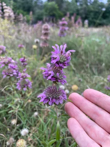 Lemon Beebalm