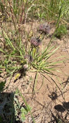 Basil Beebalm