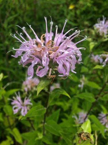 Wild Bergamot