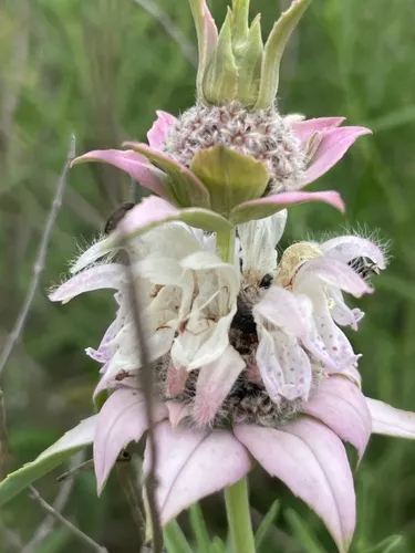 Spotted Beebalm — photo by Canaan Sutton