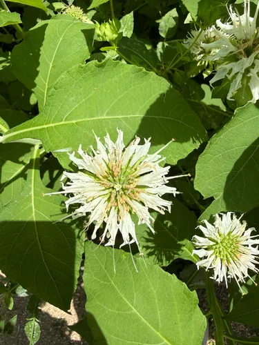 Lindheimer's Beebalm