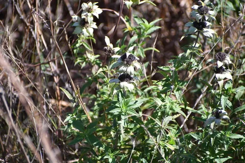 Seaside Beebalm — photo by Jon McIntyre