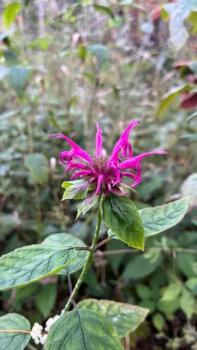 Purple Bergamot — photo by Dakota Wagner