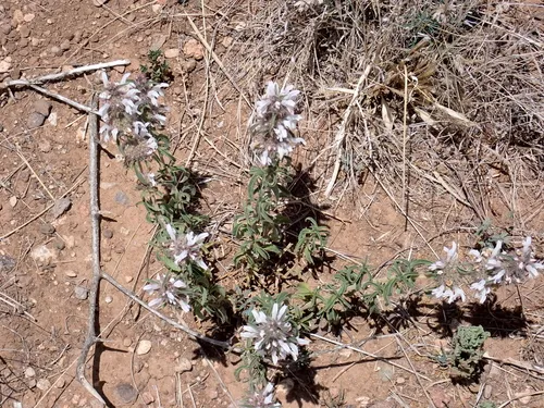 Pony Beebalm — photo by Moses J. Michelsohn