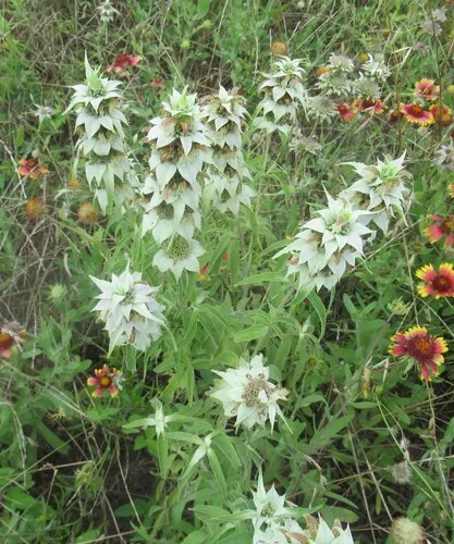 Spotted Beebalm — photo by Linda Jo Conn