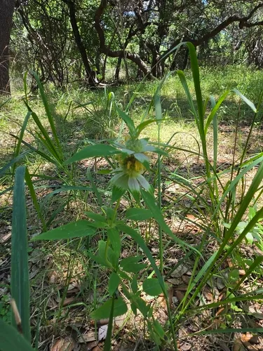 Stanfield's Beebalm — photo by kich303