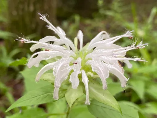 Beebalm