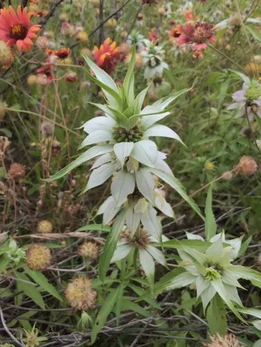 Green Beebalm