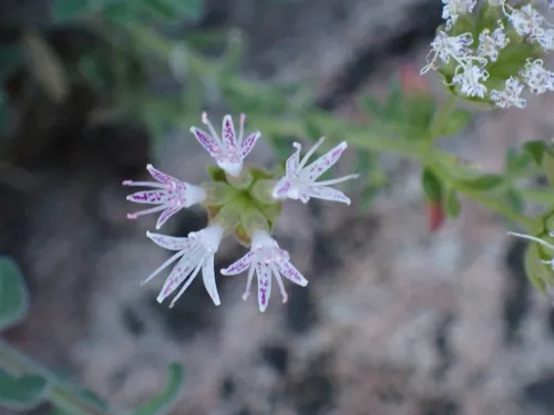 Arizona Monardella