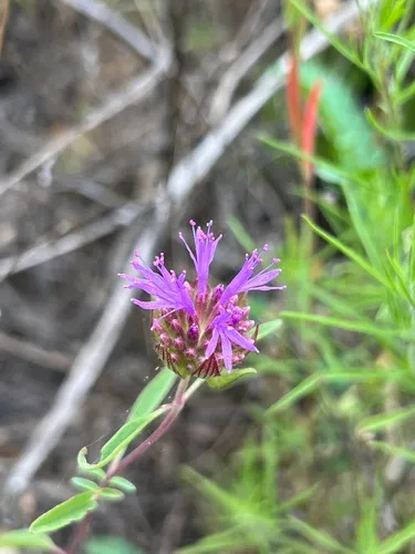 Brewer's Monardella