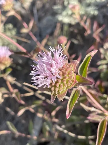 Shelton's Monardella — photo by Linda S Terrill