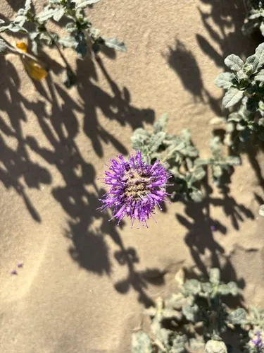 Curlyleaf Monardella