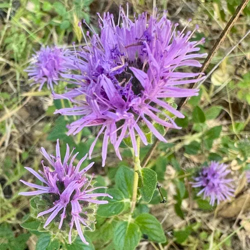 Coyote Mint