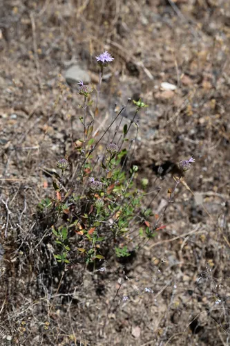 Green Monardella — photo by Trevor Van Loon