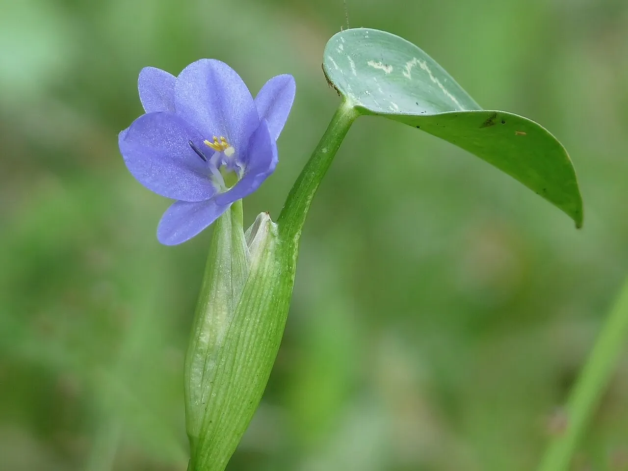 Heartshape False Pickerelweed — photo by Jeevan Jose, Kerala, India