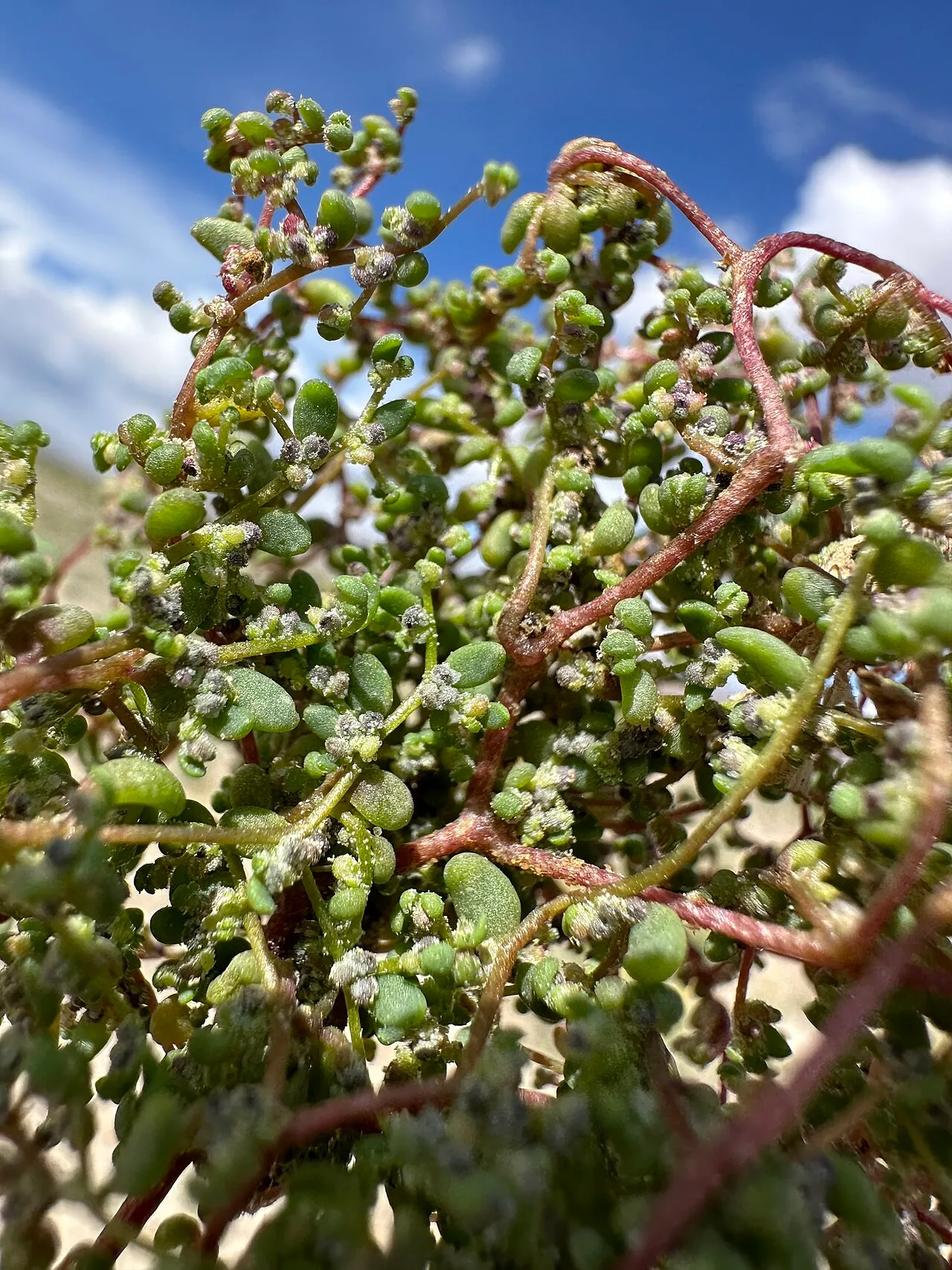 Small Povertyweed
