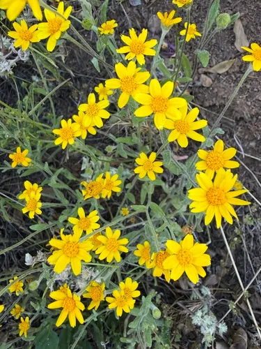 Woodland Monolopia