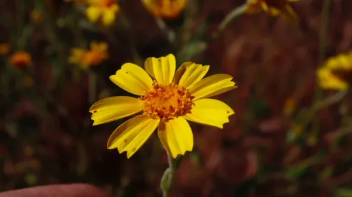 Common Monolopia
