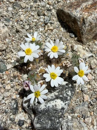 Mojave Desertstar — photo by Cathy Wiley