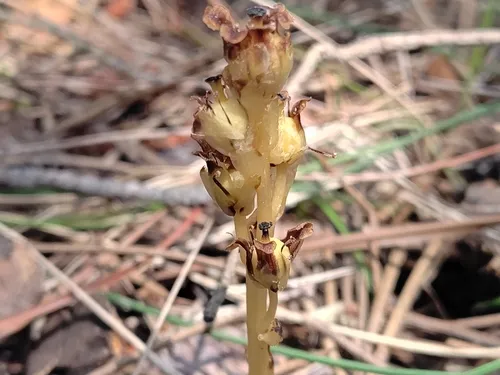 Pinesap — photo by Augustin Soulard