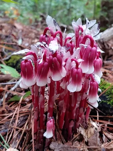 Indianpipe