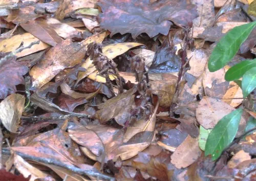 Florida Pygmypipes