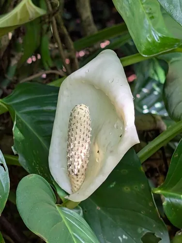 Adanson's Monstera