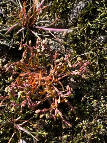 Dwarf Minerslettuce