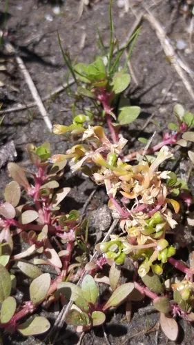 Annual Water Minerslettuce