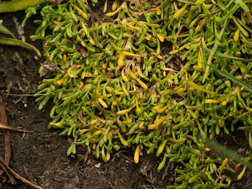 Howell's Minerslettuce