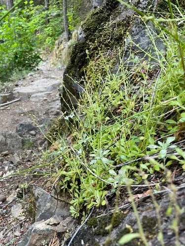 Littleleaf Minerslettuce