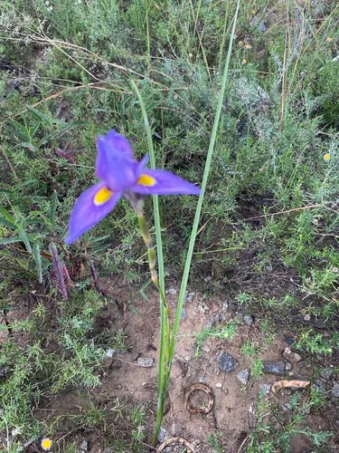 Blue-tulip