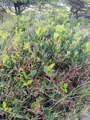California Wax Myrtle