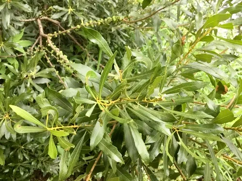 Wax Myrtle