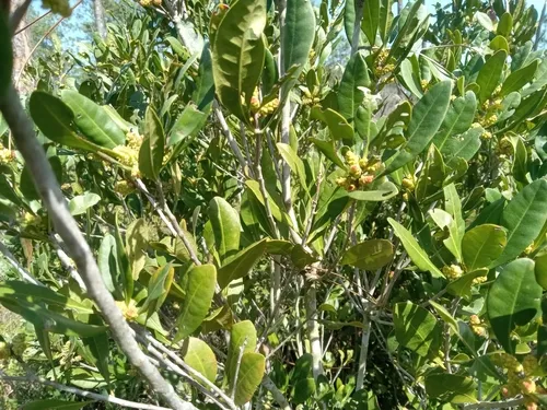 Scentless Bayberry