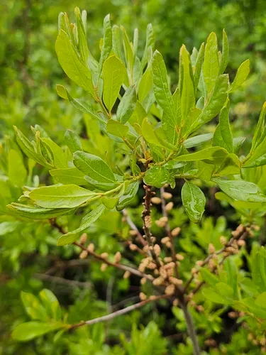Northern Bayberry