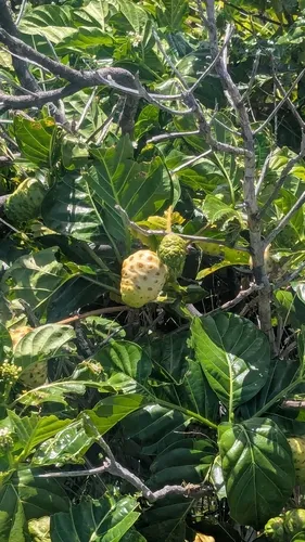Indian Mulberry