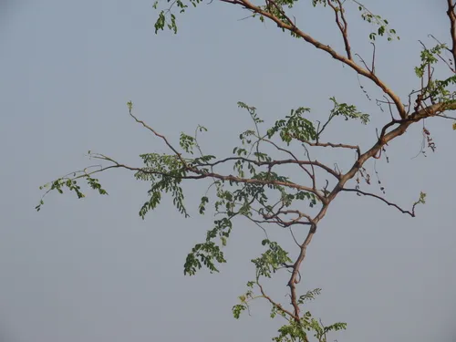 Horseradishtree — photo by Shilpa Gadgil