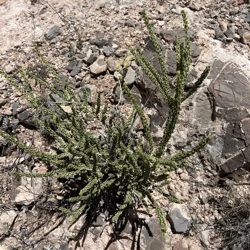 Rio Grande Saddlebush