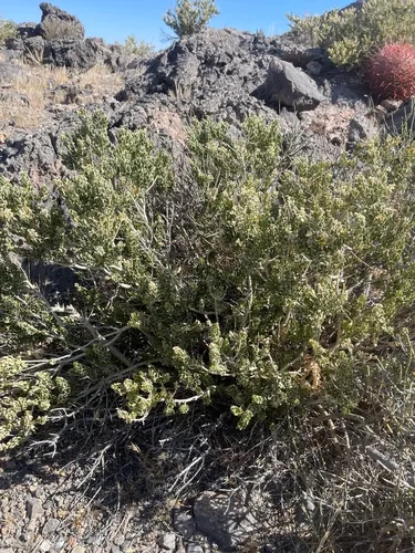 Utah Mortonia