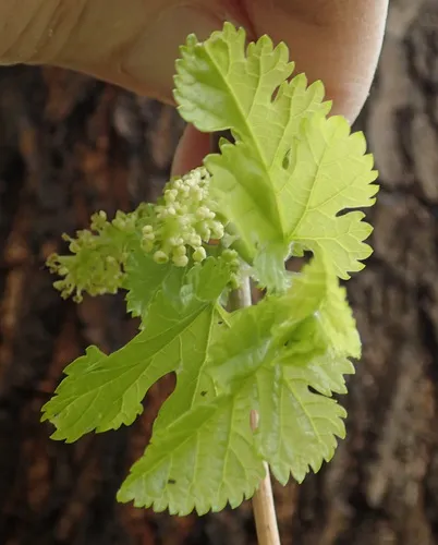 White Mulberry