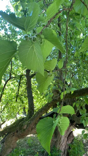 Black Mulberry