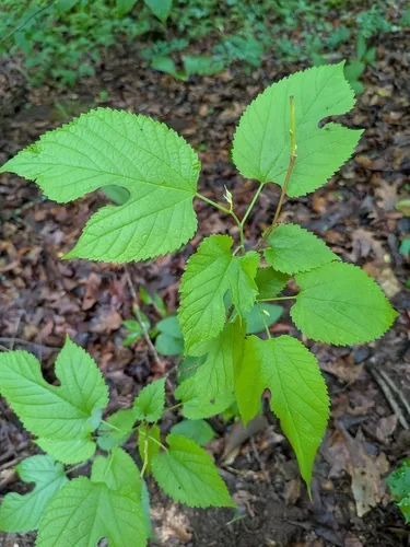 Red Mulberry