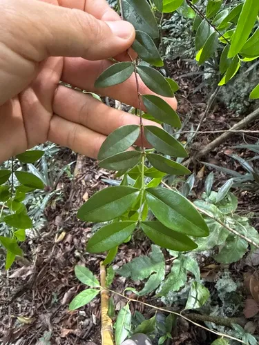 Mameyuelo