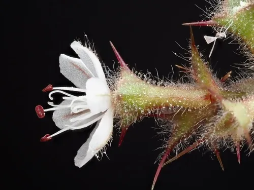 California Spineflower — photo by nathantay